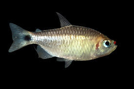 Lipstick Tetra 3cm