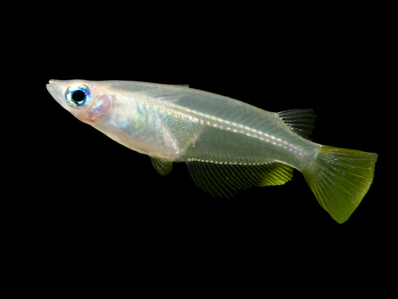 Javanese Ricefish 2cm - Tropical Supplies North East