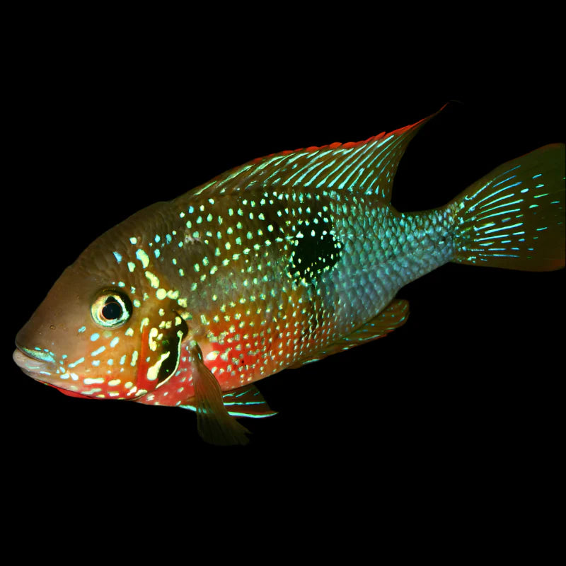 Ellioti Cichlid 4-5cm south america