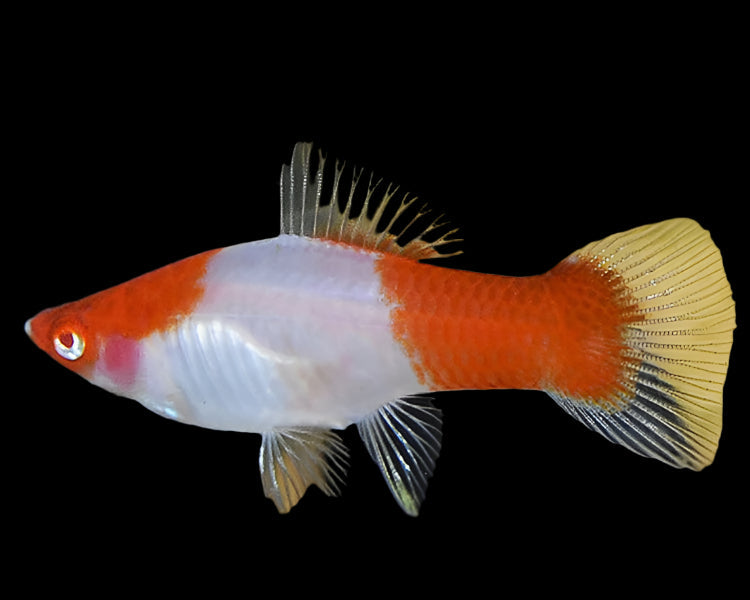 Red Eye Kohaku Swordtail 4-5cm