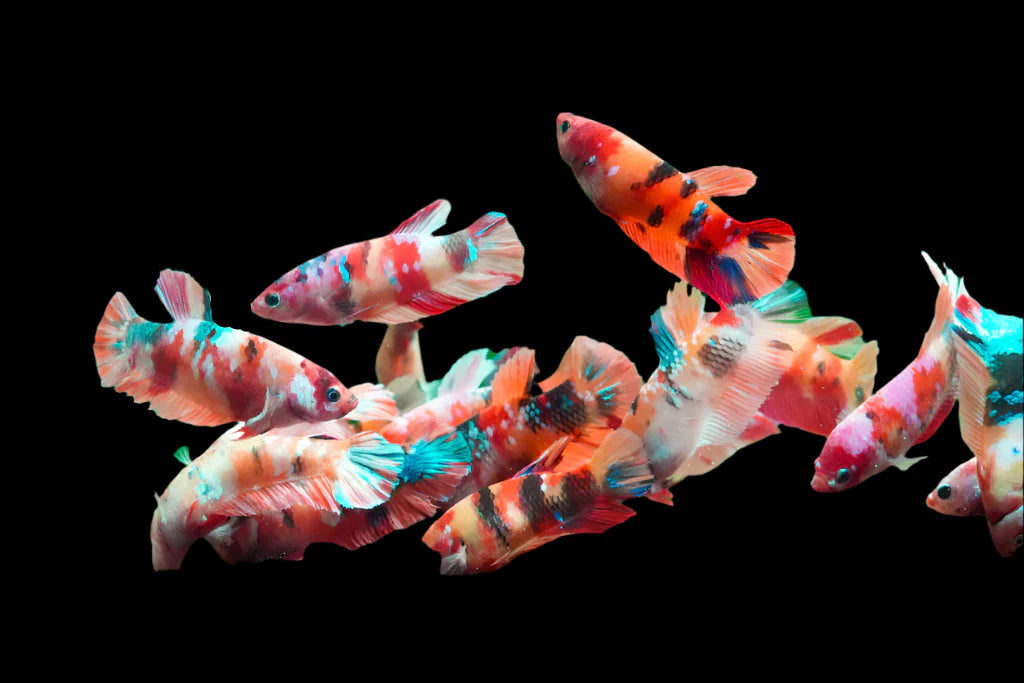 Candy HMPK Female Betta (Thailand Import) 4cm anabantids