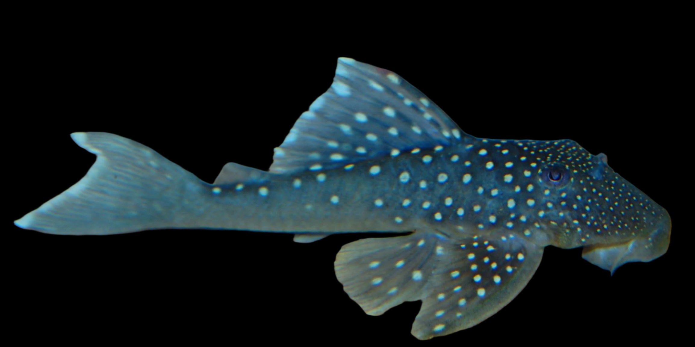 Blue Phantom L128 16cm+ - Tropical Supplies North East