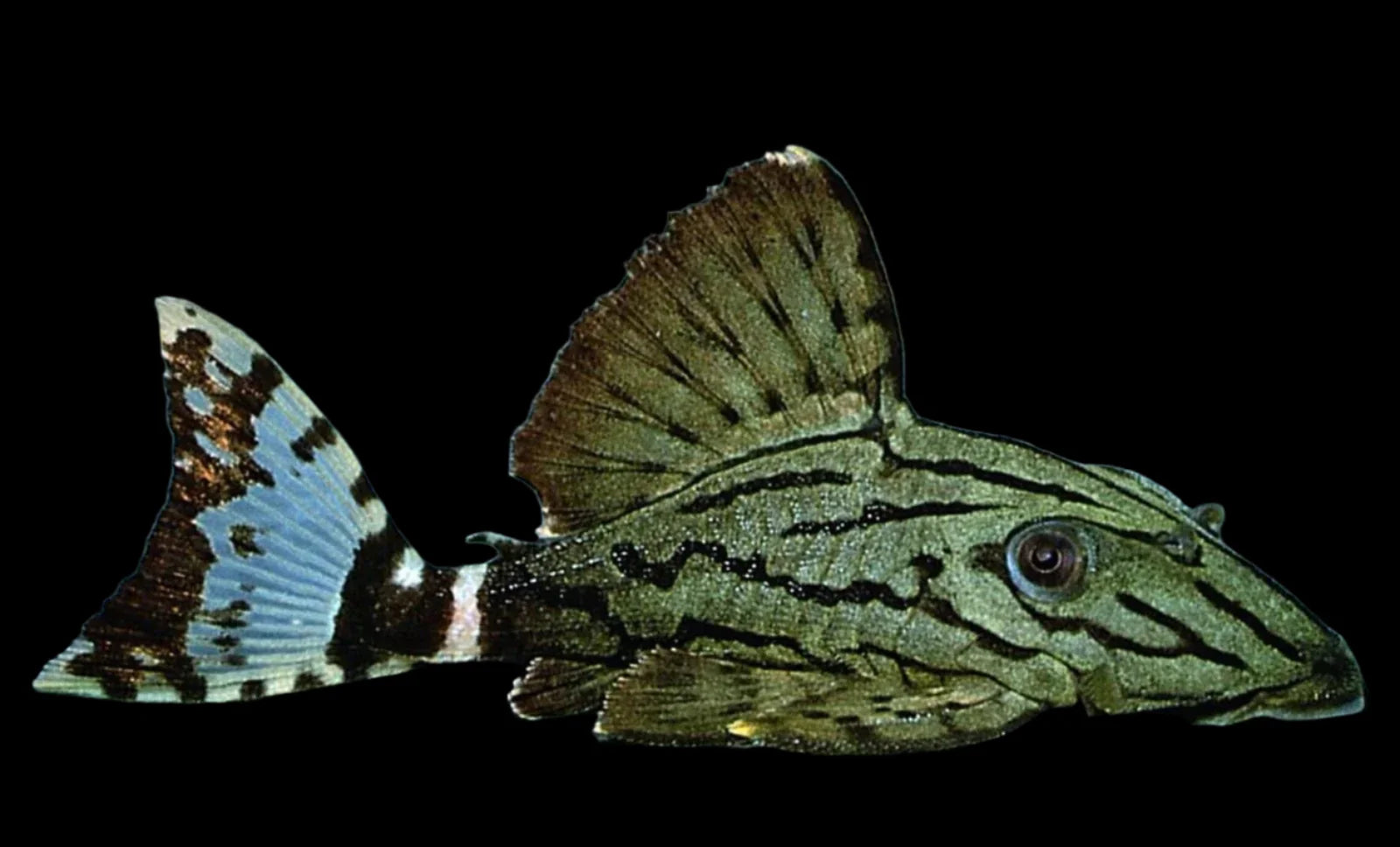 Royal Broken Line L191 3’’ lnumber