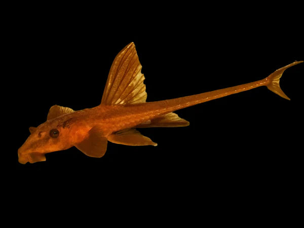 Red Lizard Whiptail L11a 5cm catfish