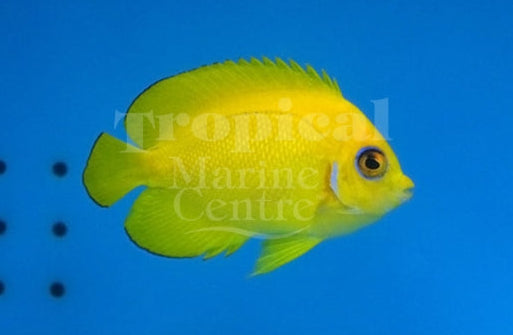 Lemon Peel Angel MED