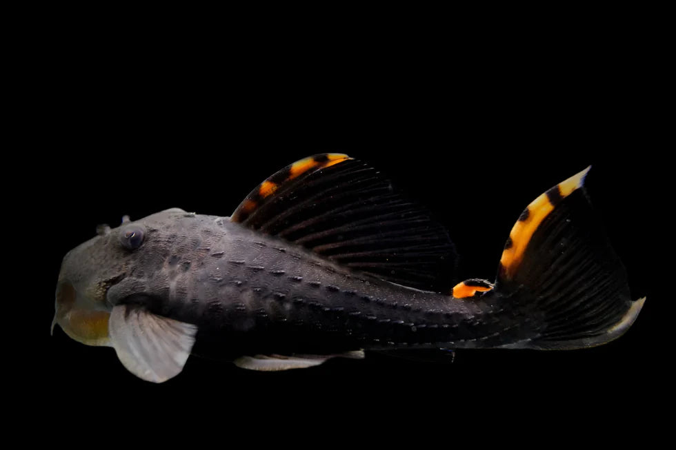 Three Beacon Pleco L091 7cm - Tropical Supplies North East