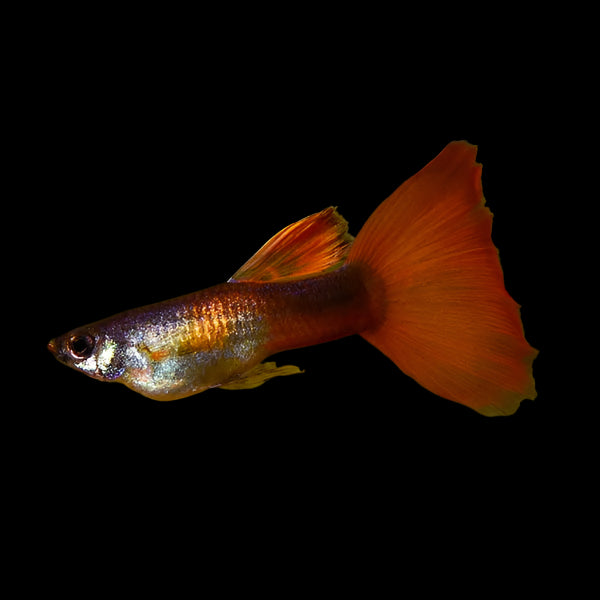 Chilli Red Male Guppy 3.5cm - Tropical Supplies North East