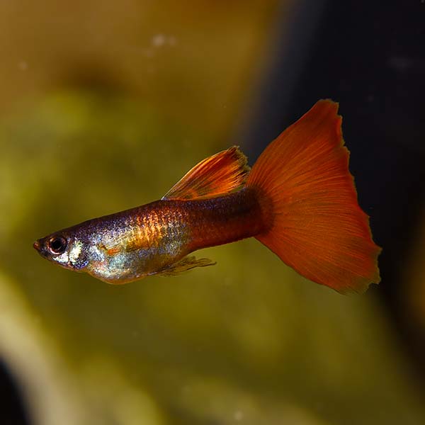 Chilli Red Male Guppy 3.5cm - Tropical Supplies North East