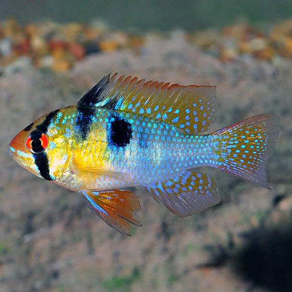 German Blue Ram 3cm