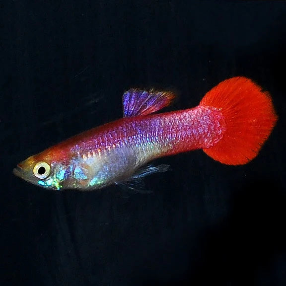 Coral Red Male Guppy 3.5cm