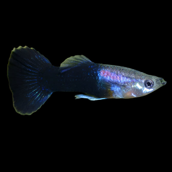 Bluish Black Male Guppy 3.5cm - Tropical Supplies North East