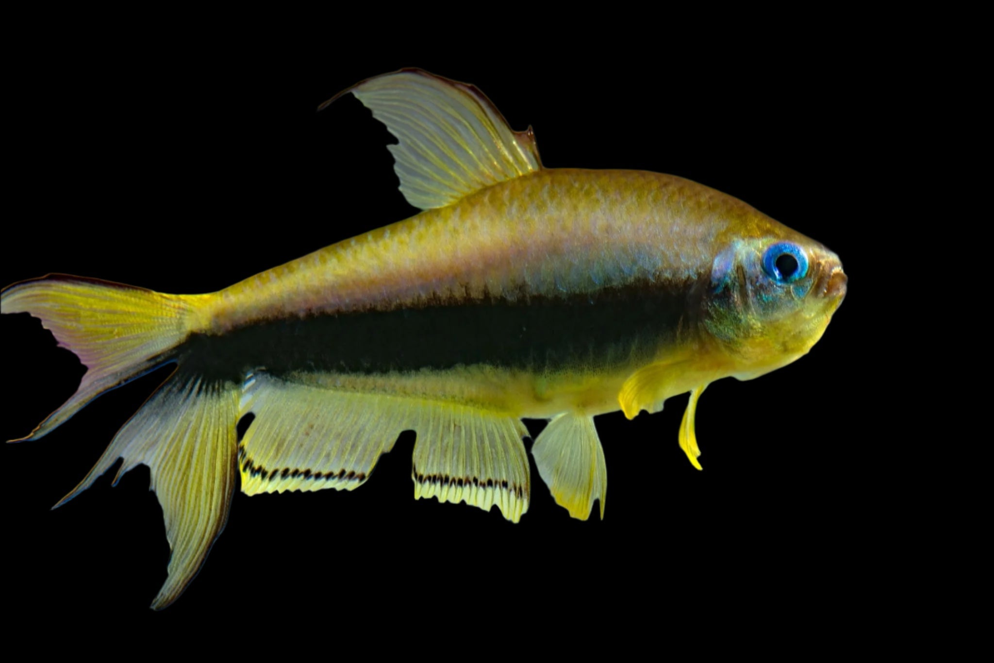 Emperor Tetra 3.5cm - Tropical Supplies North East