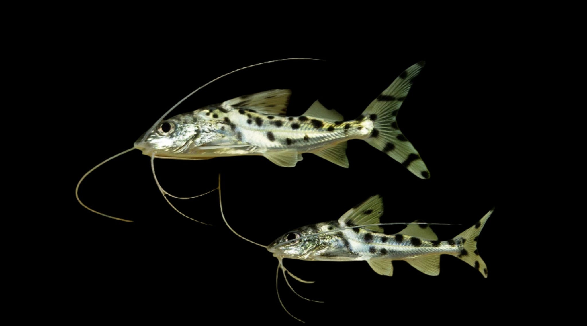 Pictus Catfish 7-8cm - Tropical Supplies North East