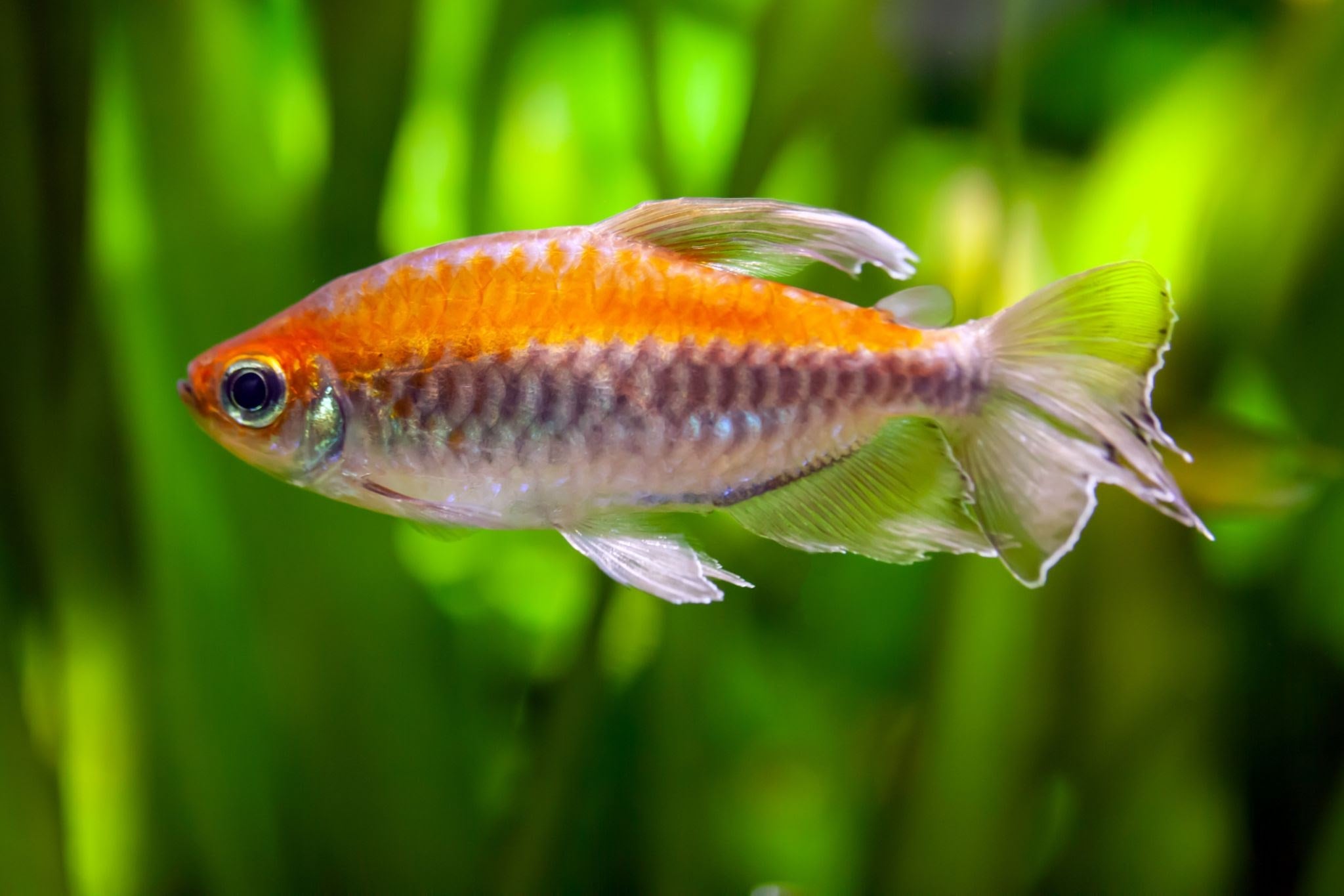 Congo Tetra 4-5cm