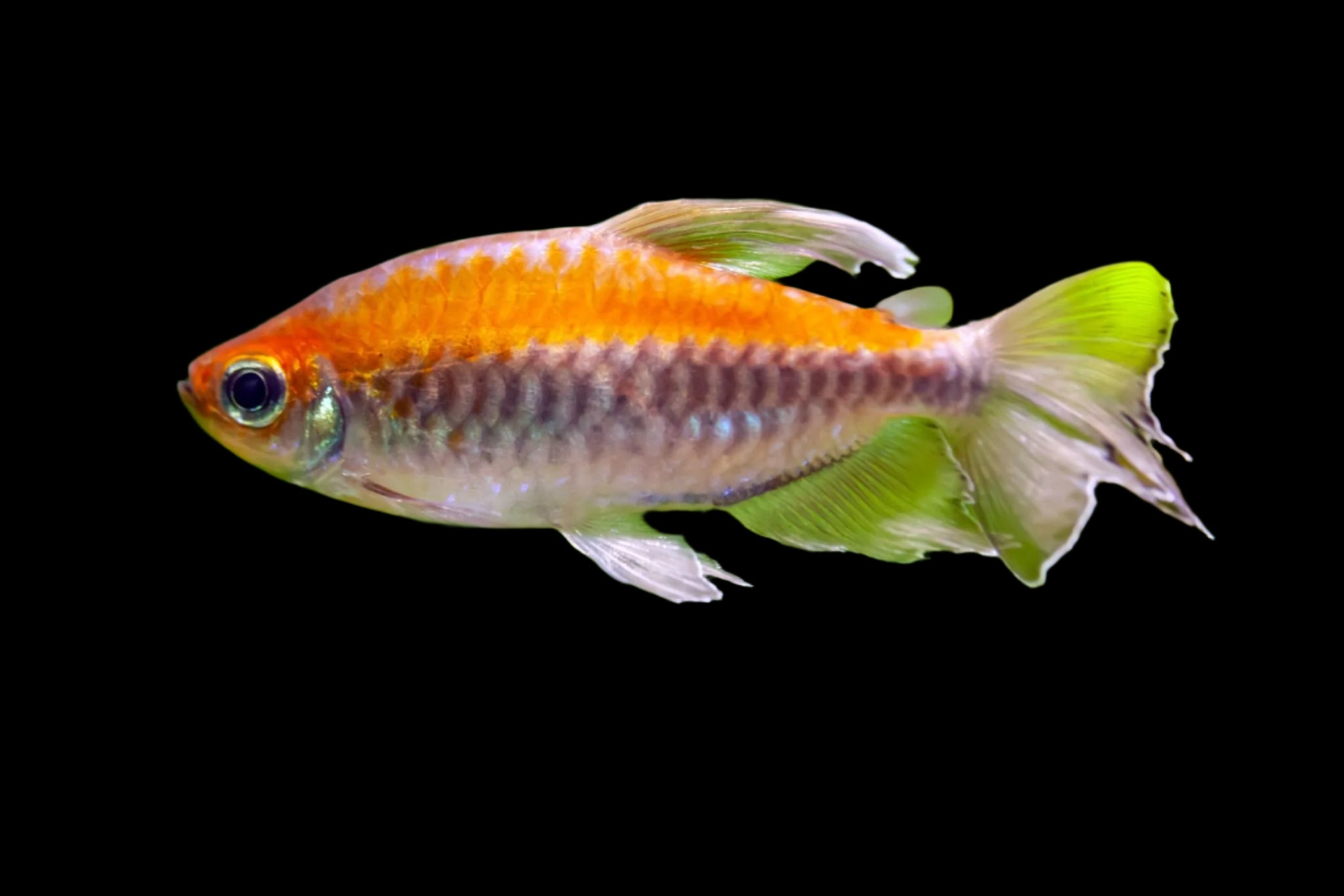 Congo Tetra 4-5cm - Tropical Supplies North East