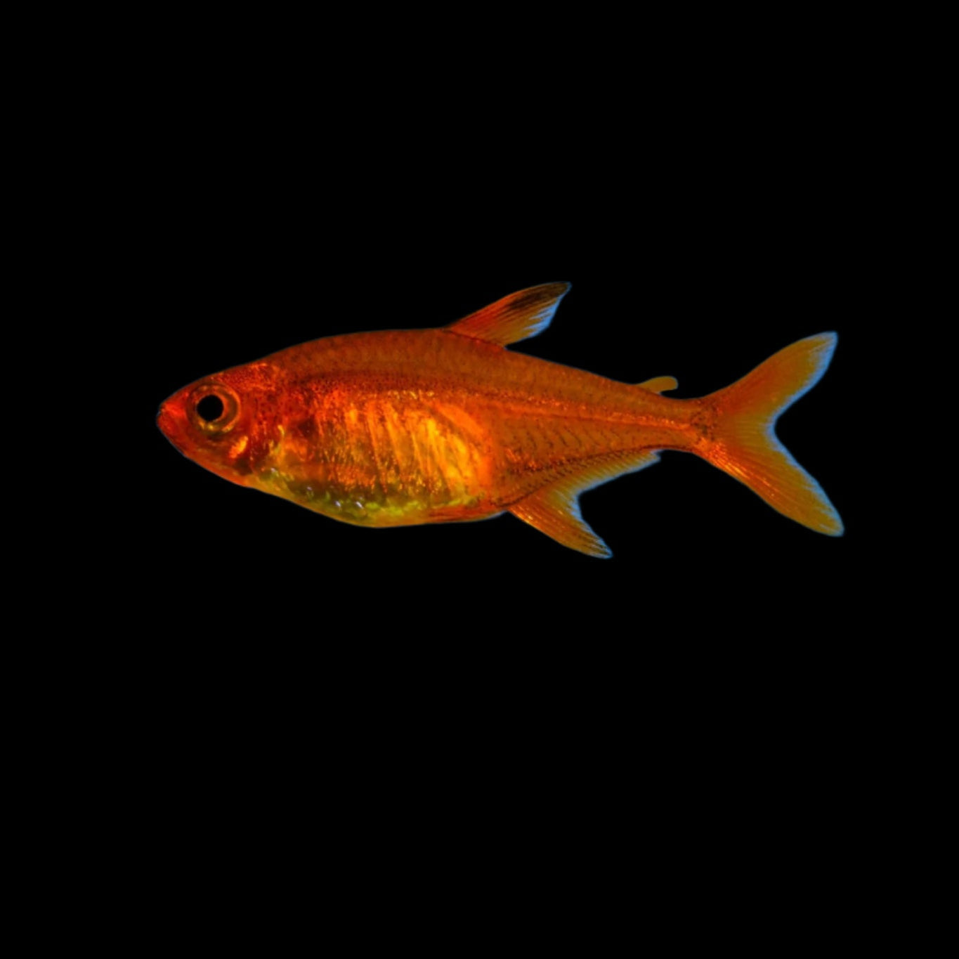 Ember Tetra 2.2cm - Tropical Supplies North East