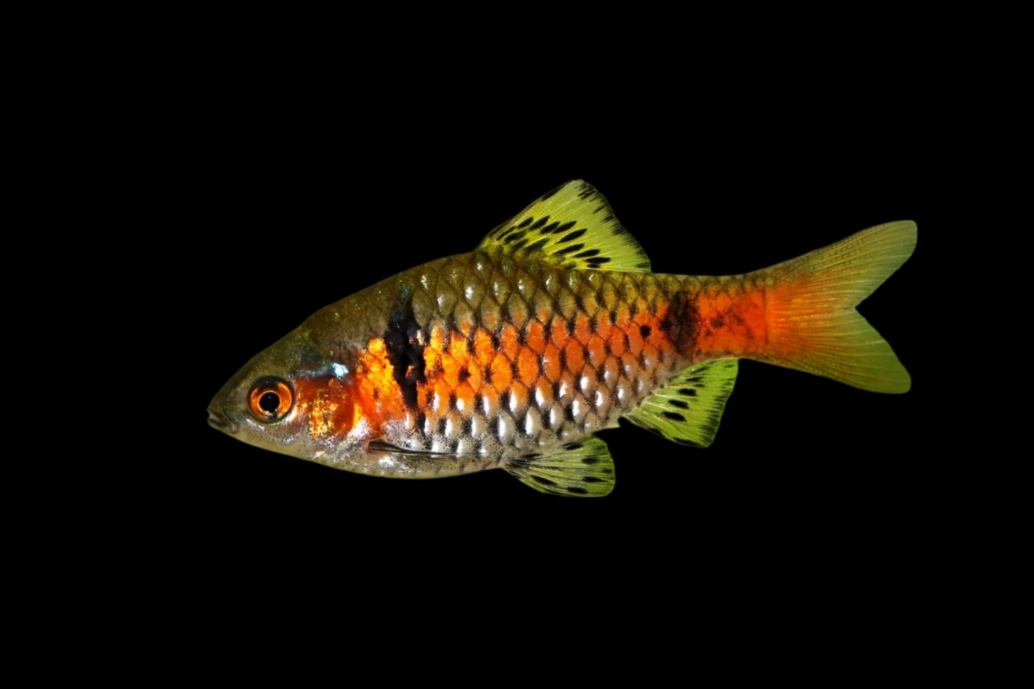 Odessa Barb 3cm - Tropical Supplies North East