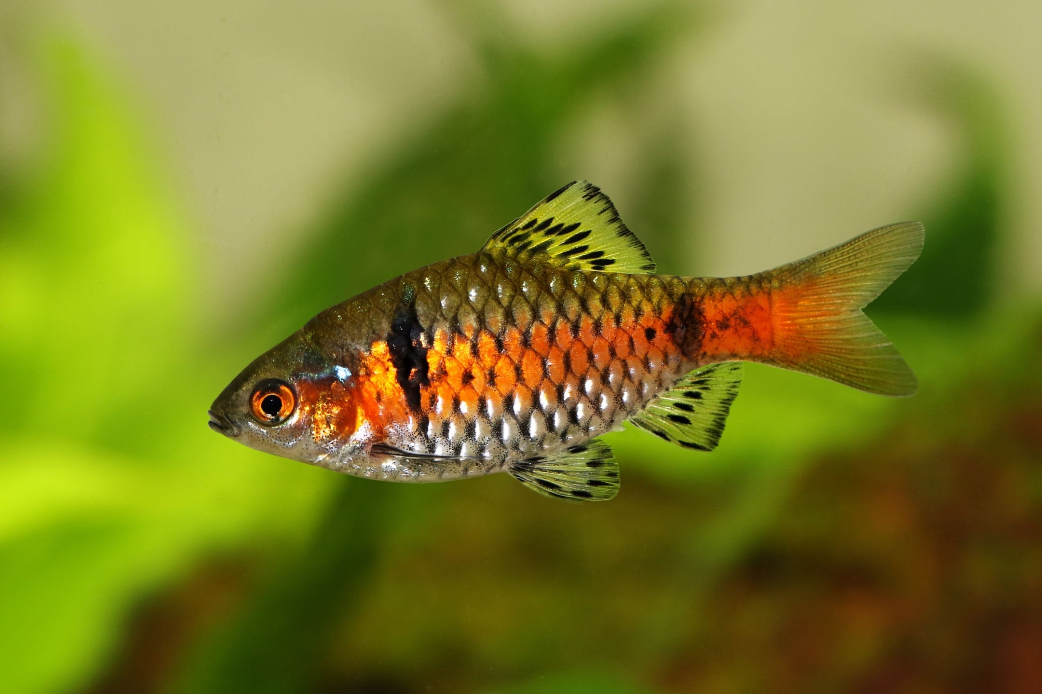 Odessa Barb 3cm - Tropical Supplies North East