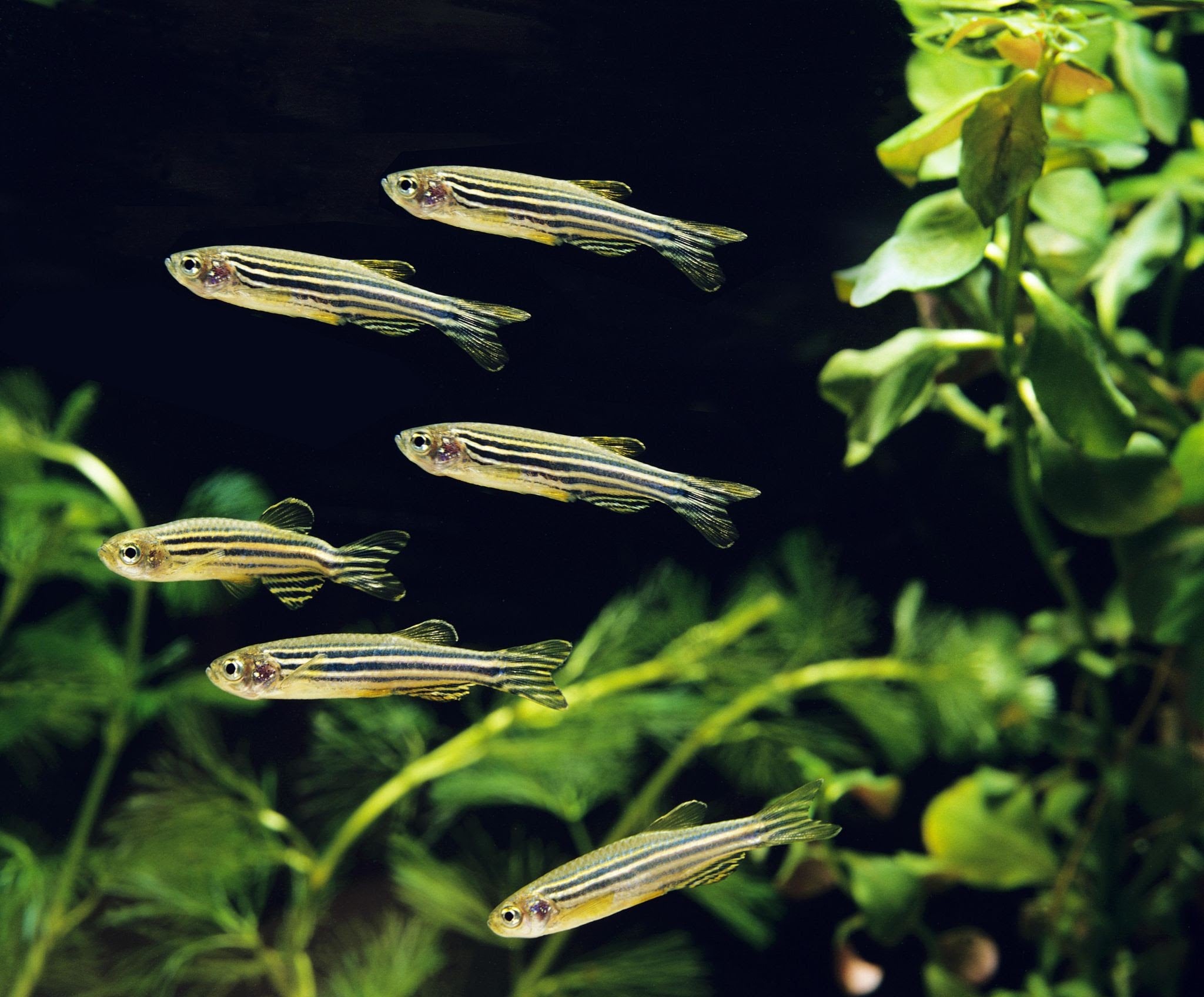 Zebra Danio 2.5cm