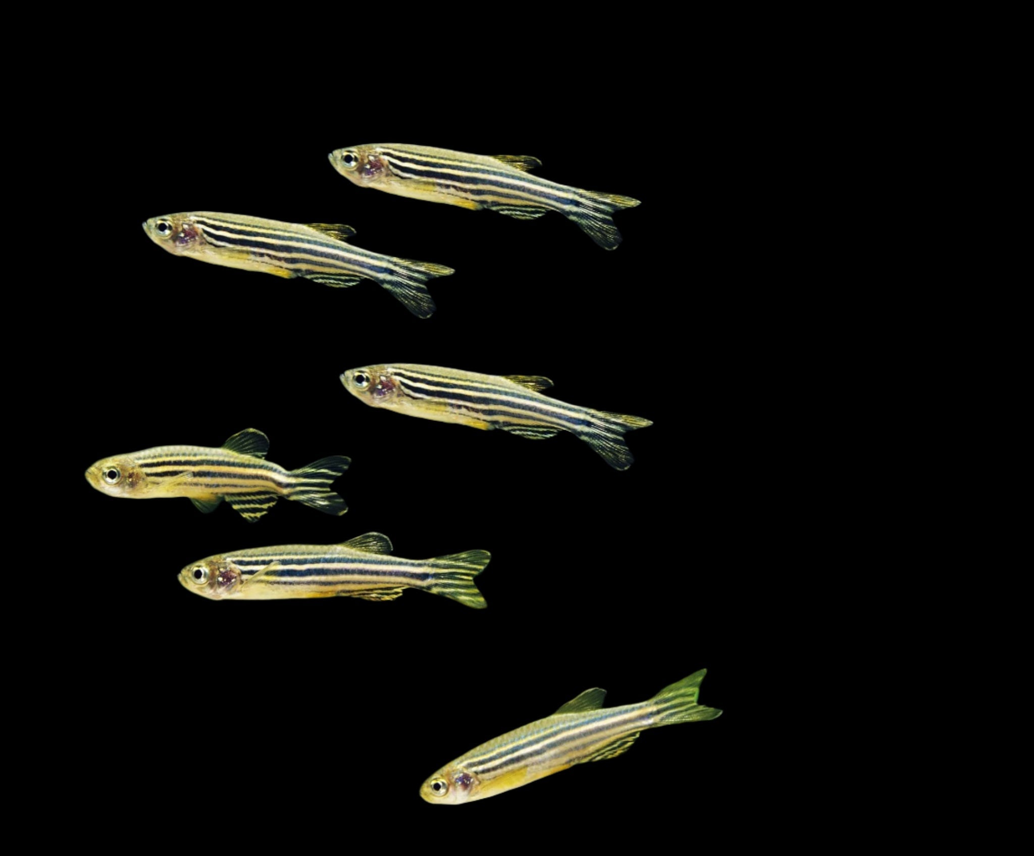 Zebra Danio 2.5cm - Tropical Supplies North East