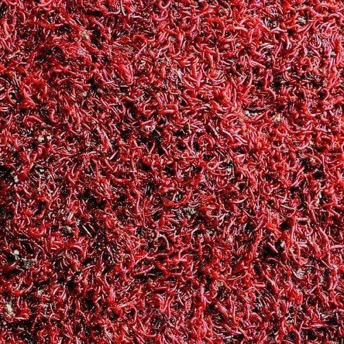 Live Bloodworm 100ml - Tropical Supplies North East