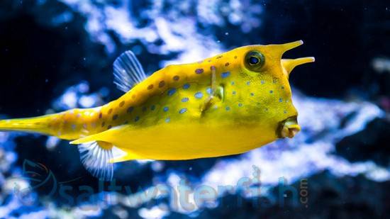 Longhorn Cowfish MED