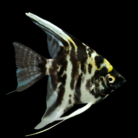 Marble Angelfish 4cm
