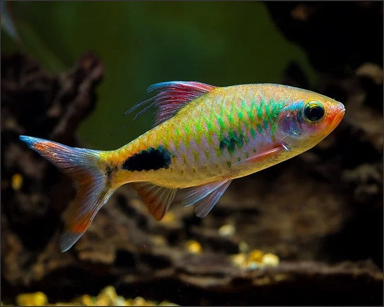 Mascara Barb 5-6cm - Tropical Supplies North East