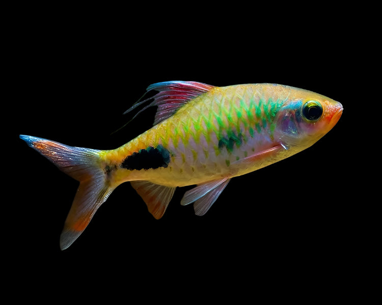 Mascara Barb 5-6cm - Tropical Supplies North East