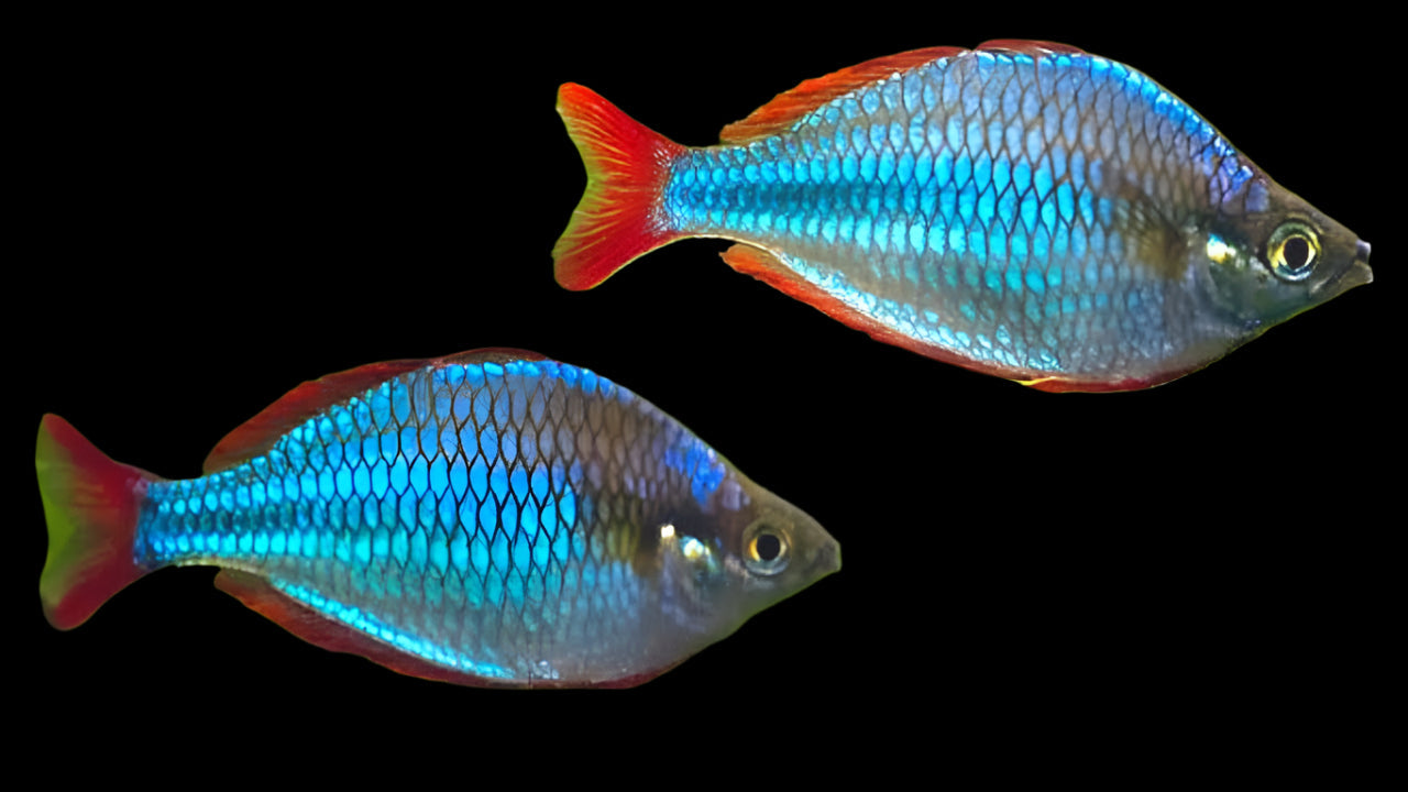 Neon Dwarf Rainbow 4cm - Tropical Supplies North East