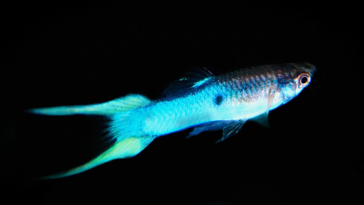Japan Blue Lyretail Male Guppy 2.5cm