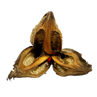 Sororoca Flower 9-14cm