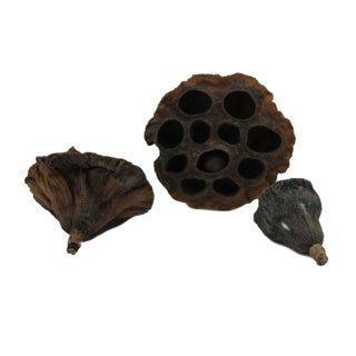 Lotus Pods x3 - Tropical Supplies North East