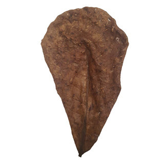 Catappa Leaves M x15 - Tropical Supplies North East