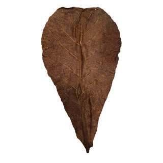 Catappa Leaves XL x10 - Tropical Supplies North East