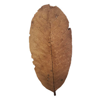 Guava Leaves x15 - Tropical Supplies North East