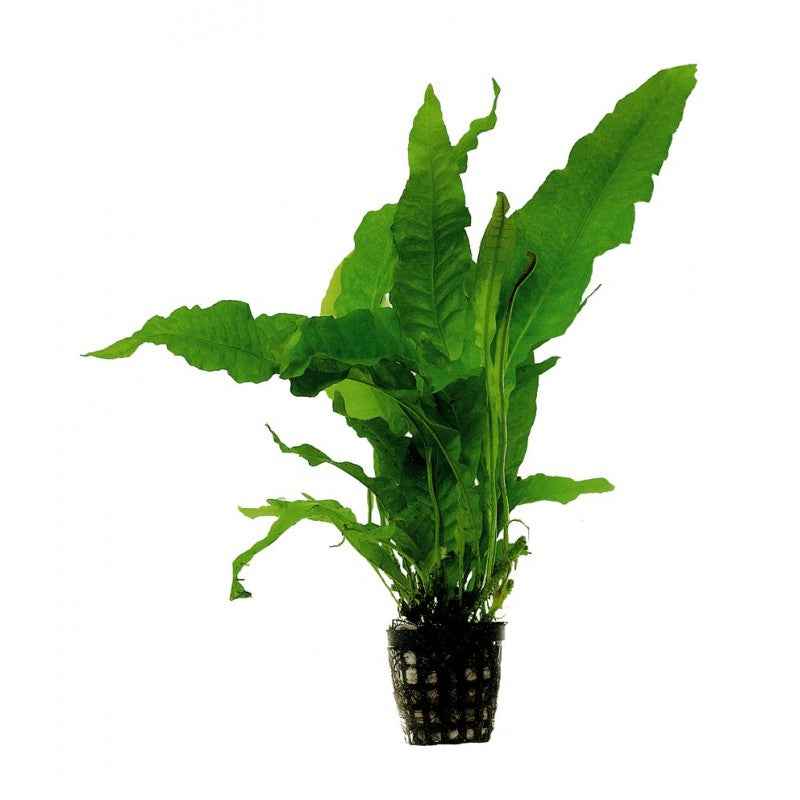 Microsorum Pteropus (Java Fern) 15cm