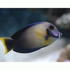 Mimic Tang - Half Black MED
