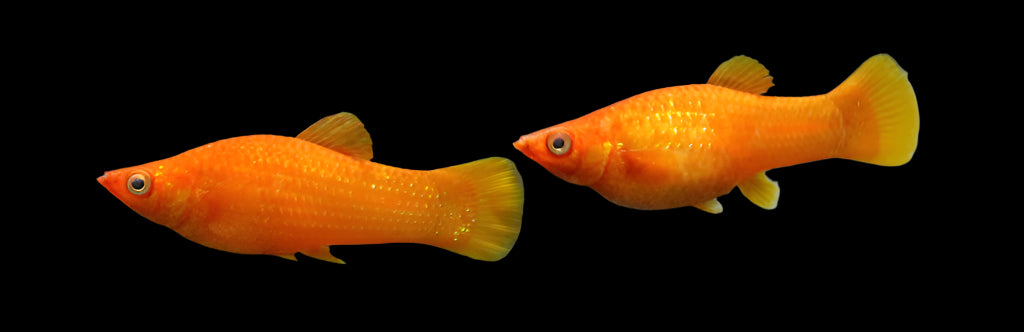 Orange Sailfin Molly 4cm
