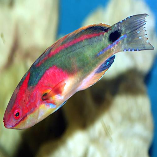 Multicolour Dwarf Parrot MED