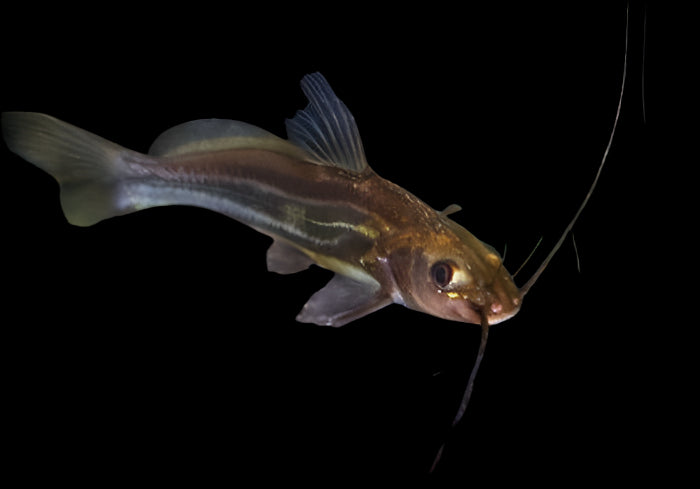 Golden Striped Catfish 5cm - Tropical Supplies North East