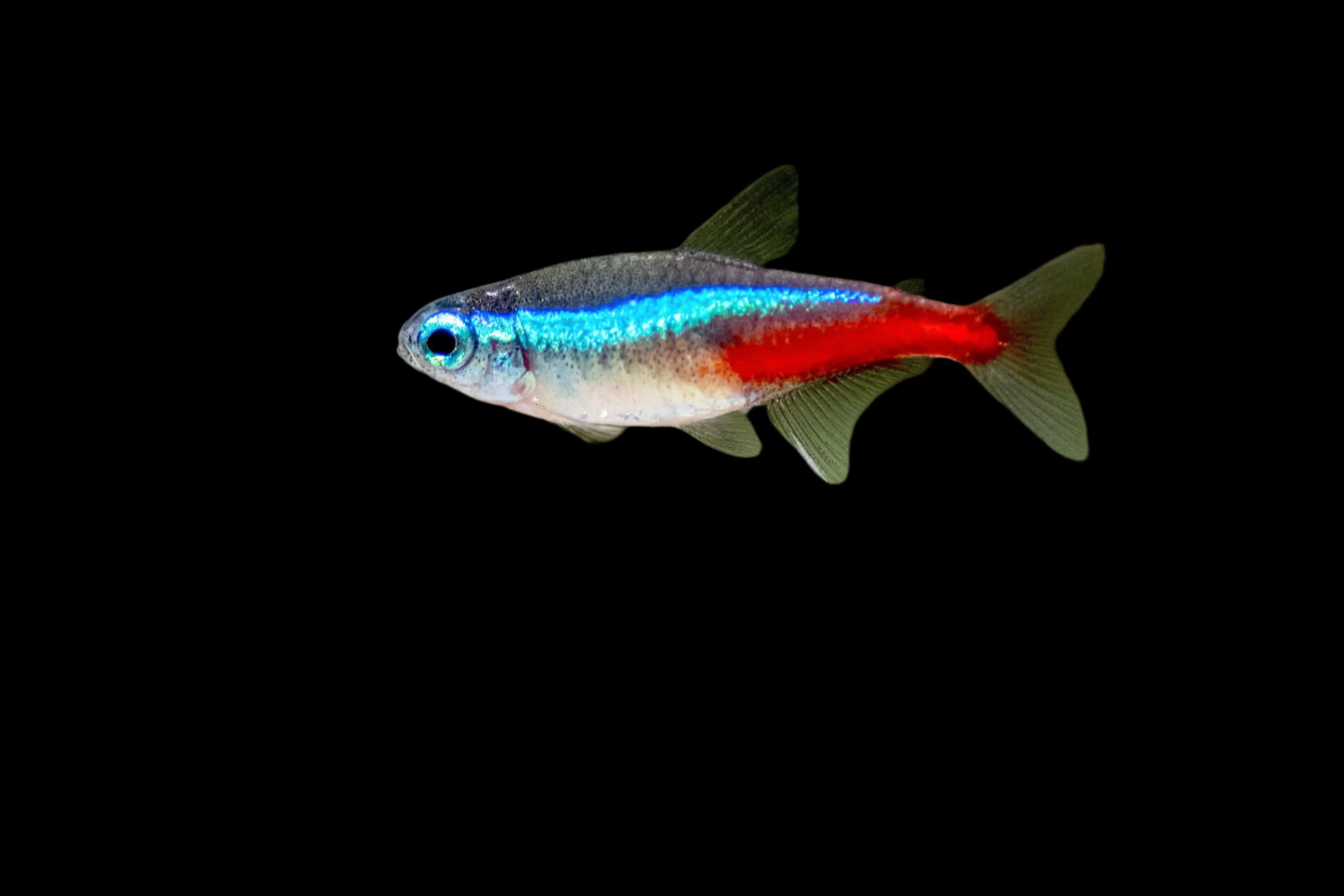 Neon Tetra 1.8cm - Tropical Supplies North East
