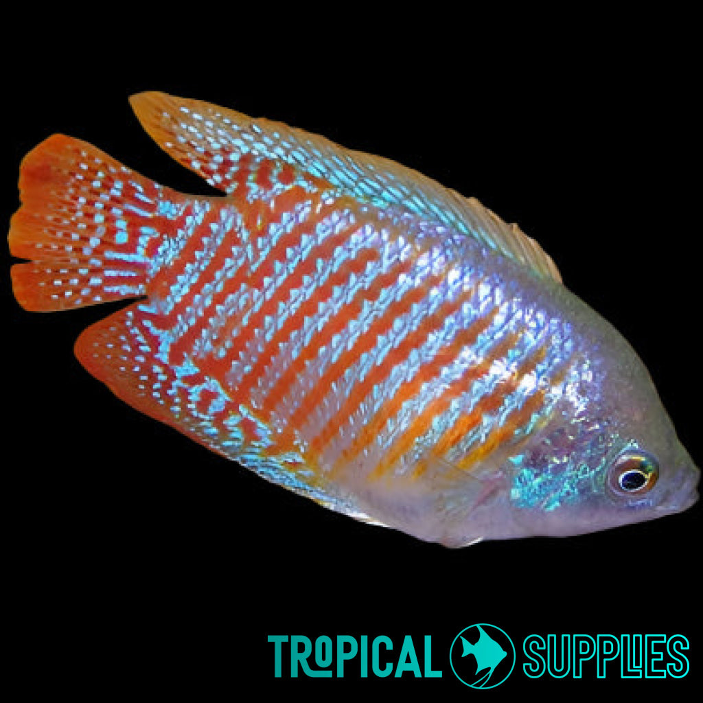 Neon Blue Dwarf Gourami 4cm