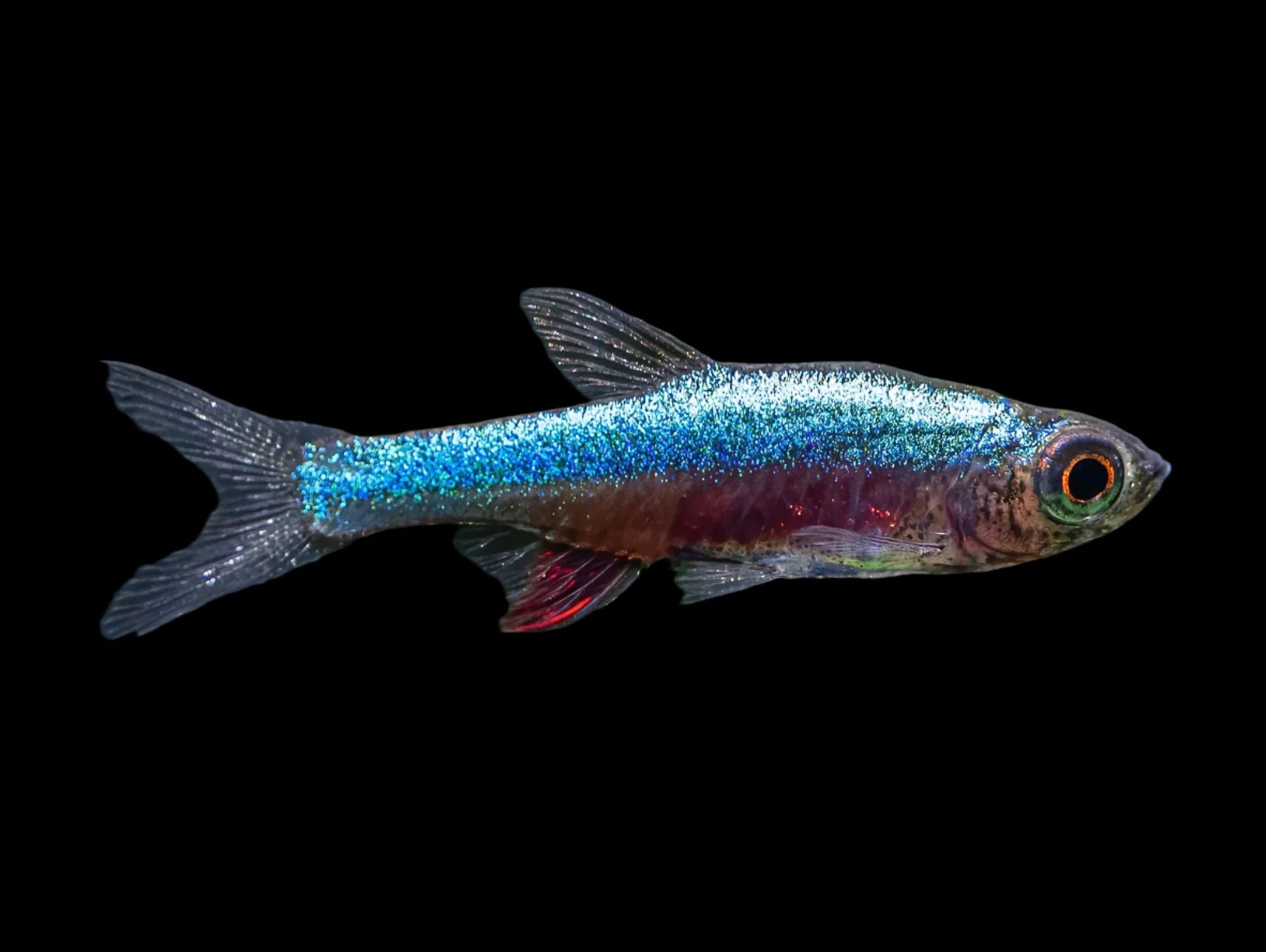 Neon Red Rasbora 1.2cm rasboras