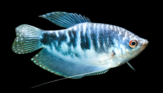 Opaline Gourami 6-7cm