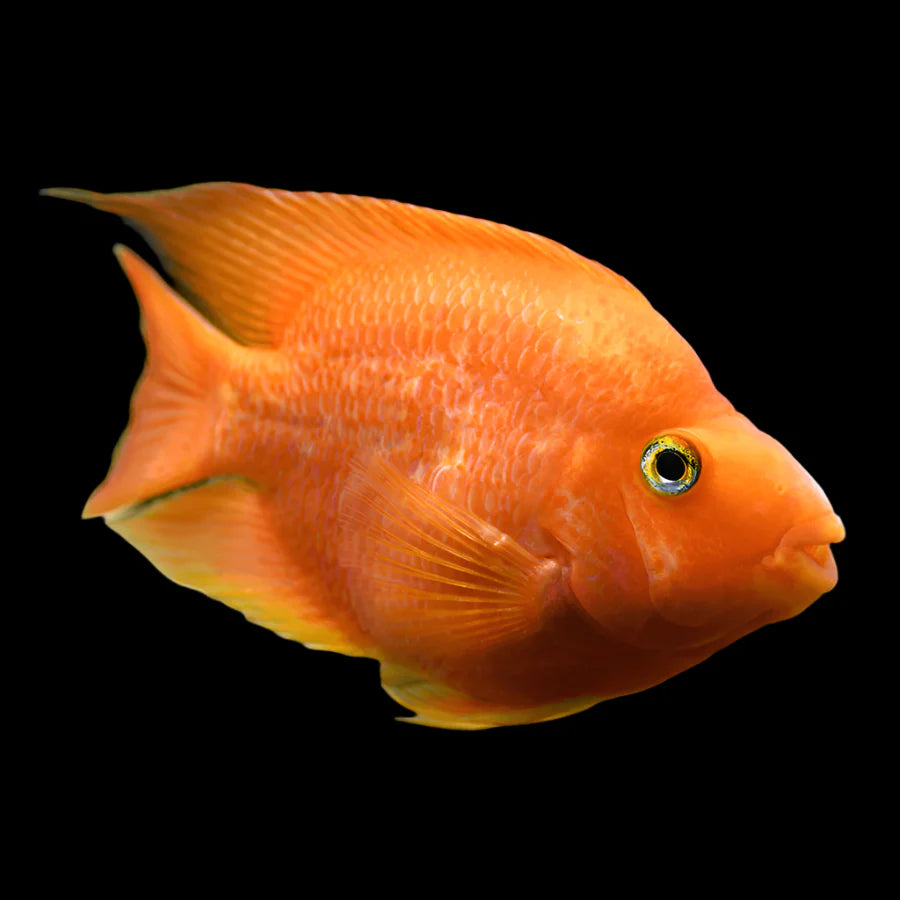 Orange Parrot Fish 12cm + south america