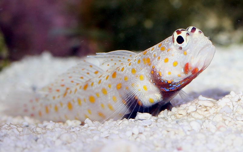 Orange Spot Goby MED