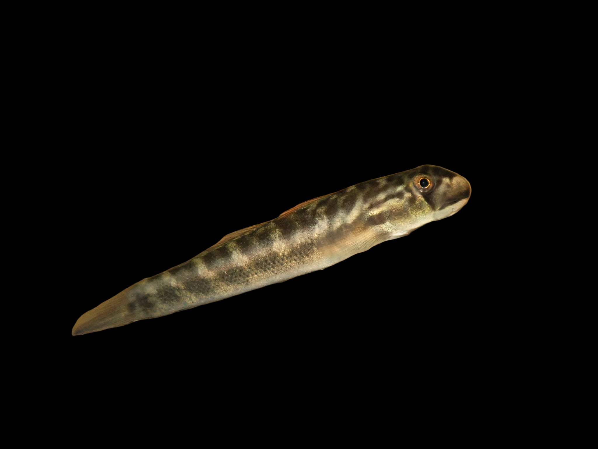 Cleft Lipped Goby 15cm