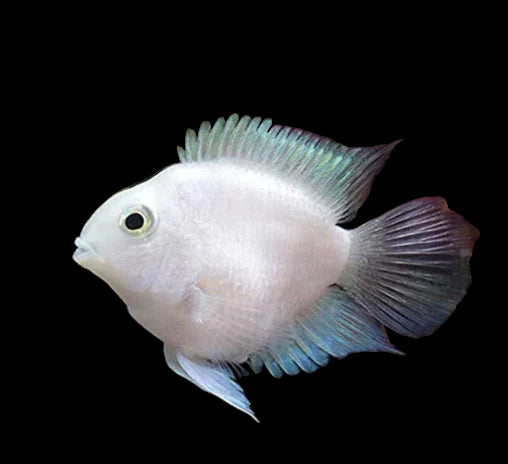 are polar parrot fish aggressive Platinum Polar Blue Parrot Cichlid 4cm