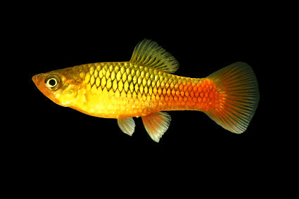 Green Variatus Platy 3cm - Tropical Supplies North East